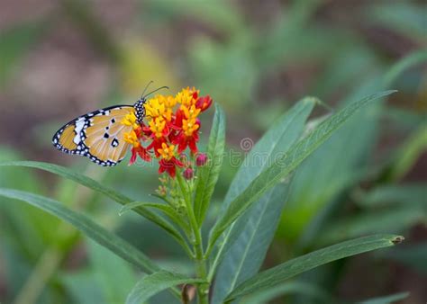 Danaus Chrysippus Butterfly Stock Photo - Image of gomphrena, insect ...