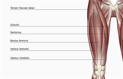 Fonction du muscle rectus femoris