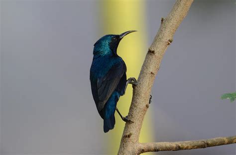 Male Purple Sunbird Photograph by Bankim Desai - Fine Art America