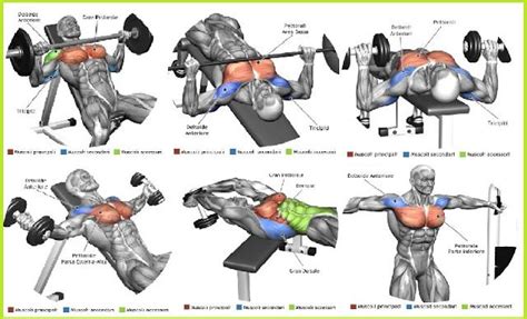 The Top 5 Chest Muscle Exercises | Chest workout, Chest workouts, Muscle fitness