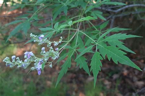 Vitex negundo - Trees and Shrubs Online