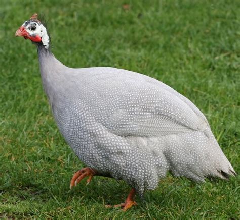 Lavender Guinea Fowl - Guinea Keets for Sale | Cackle Hatchery