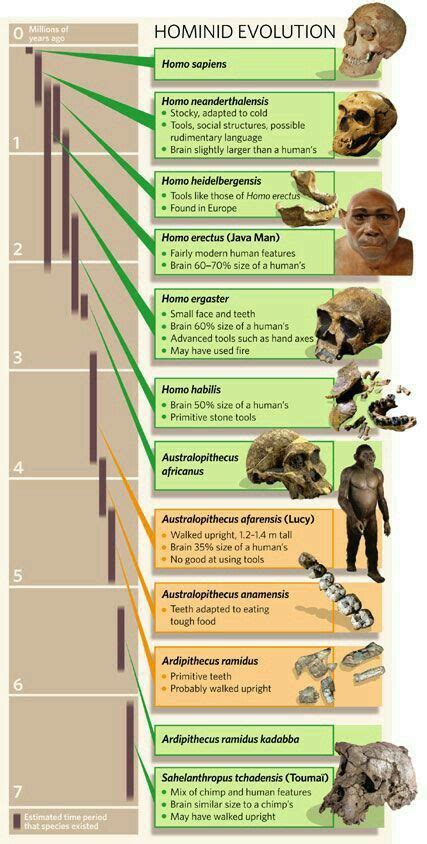 Pin by 🆁🅰🅳🆂 on PreHistoric Infographic | Human evolution, Evolution ...