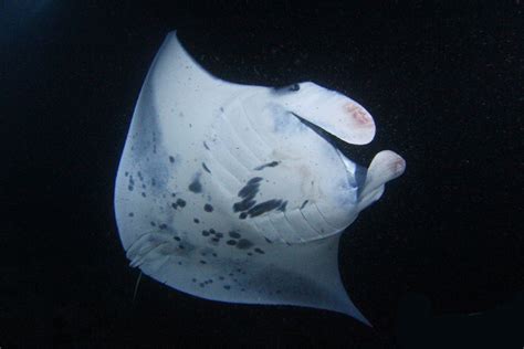 The Anatomy of Manta Rays - Manta Ray Advocates Hawaii