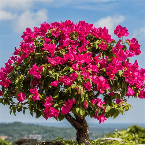 Royal Poinciana Bonsai | Flame Tree Care & Growing Guide