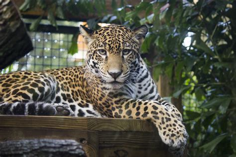 Jaguar Society | Brevard Zoo