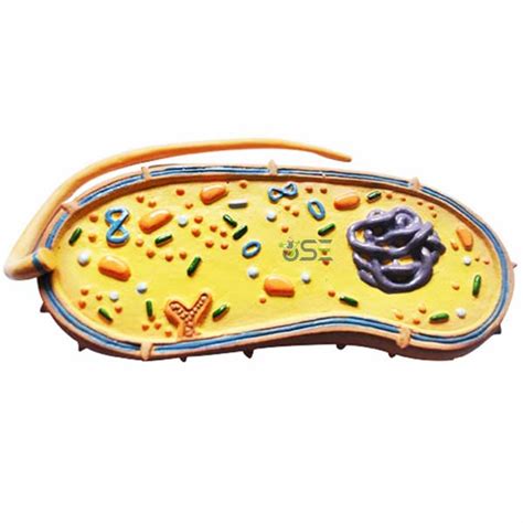 Pathogenic Bacteria Model Manufacturer, Pathogenic Bacteria Model ...