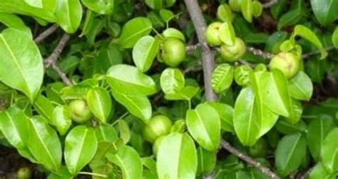 Why The Manchineel Tree Is The Deadliest In The World