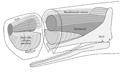 Sperm Whale Skeleton Diagram