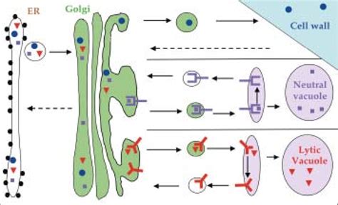 Functional model of the secretory pathway and the pathways to two ...