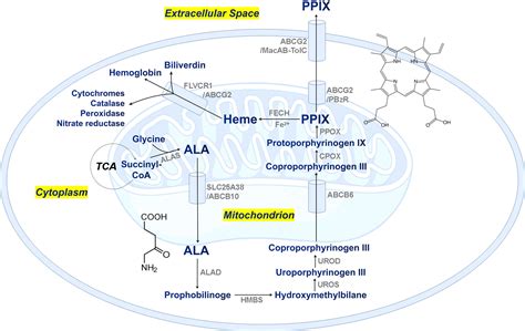 Frontiers | A new technique of quantifying protoporphyrin IX in microbial cells in seawater