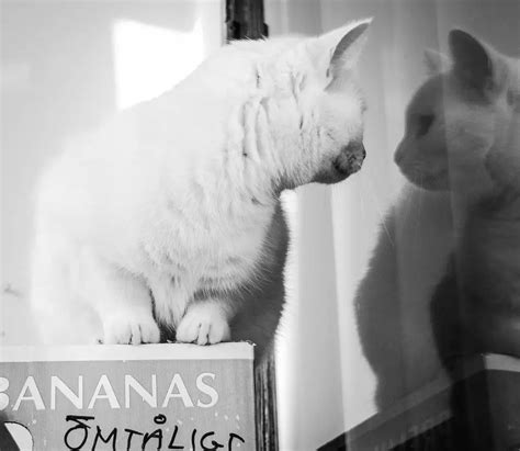 Cats & Mirrors: Why Cats Hate Mirrors And What to Do