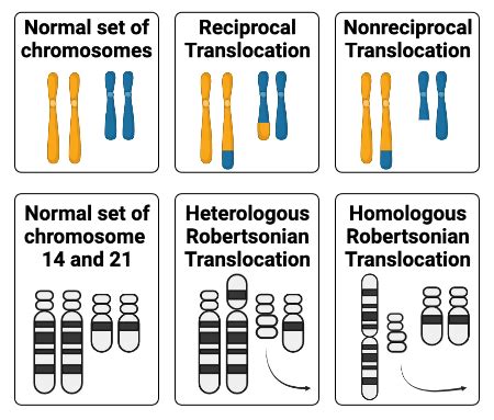 Differentiating between Genetic Disorders Caused by Chromosomal Changes ...