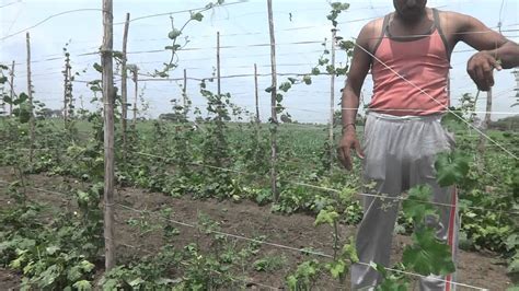 creaper vegetable cultivation - YouTube