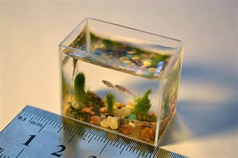 The World’s Smallest Aquarium | Amusing Planet