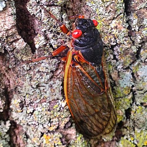 FishnDave: 17-Year Cicadas!