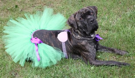 XL Mermaid Dog Costume Mermaid Dog Tutu Mermaid Dog Bikini - Etsy Canada