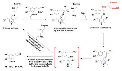 Current Advances on Structure-Function Relationships of Pyridoxal 5 ...