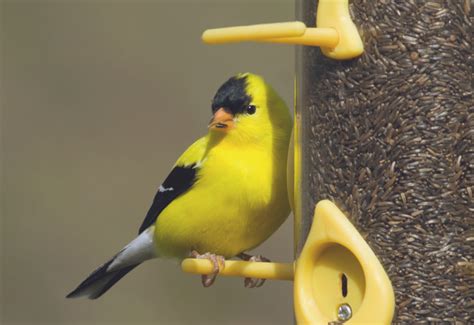 How to Attract Finches to Your Feeders