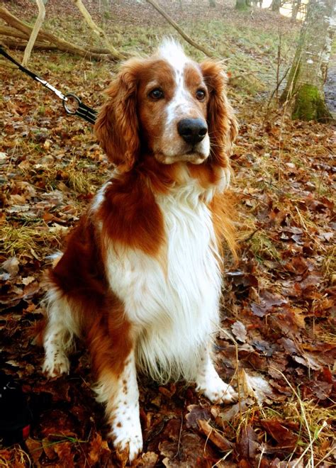 Welsh springer spaniel Cute dog Autum walk with dog | Welsh springer spaniel puppies, Welsh ...