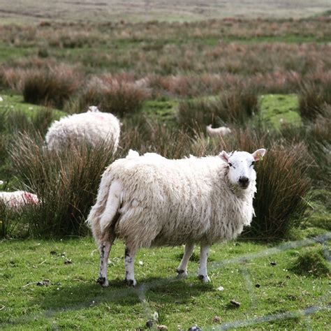 Scotland Highlands Sheep | Animal photography, Animals, Scotland highlands