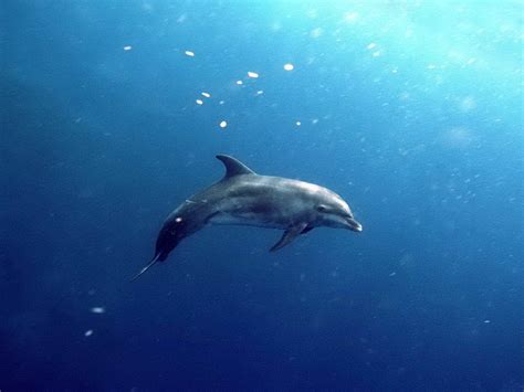 Beautiful Dolphin in the World