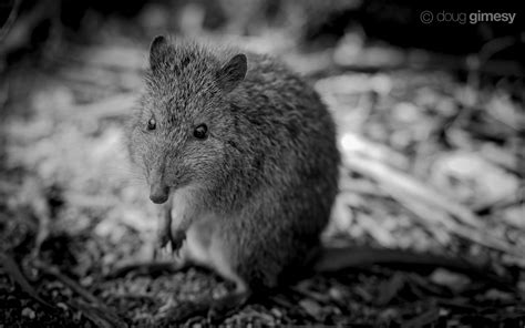 Environment Victoria | ADD YOUR NAME: Donate - Care2 potoroo