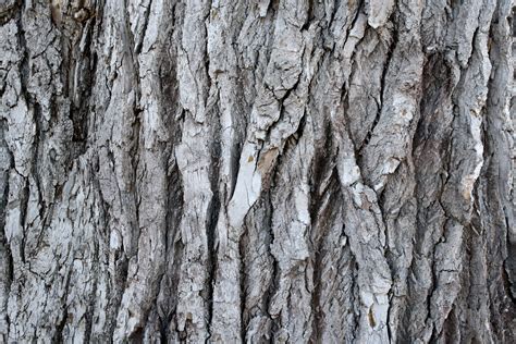 Bark Texture – Photos Public Domain