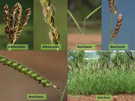 Factsheet -Poaceae