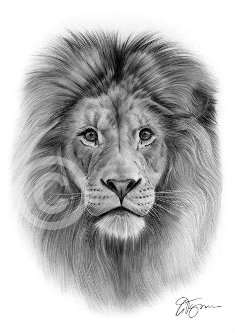 Lion Art Sketch at PaintingValley.com | Explore collection of Lion Art Sketch