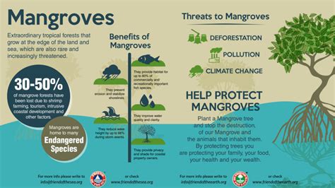 Save The Mangroves | WSO Conservation Projects - FOS