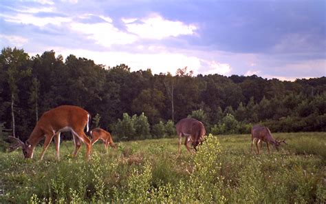 Psych 101: How Psychological Concepts Help Explain Deer Behavior (and ...