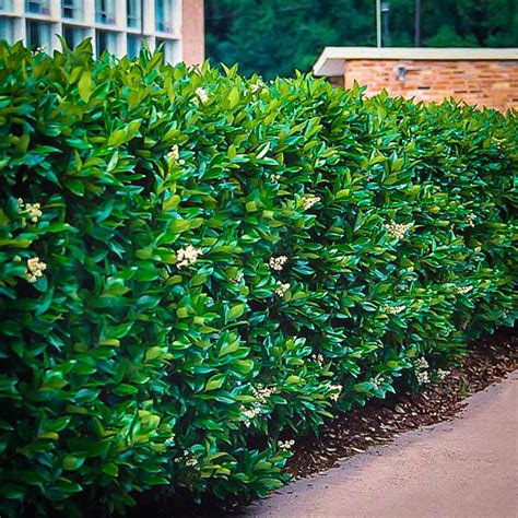 Privacy hedges recommendations?