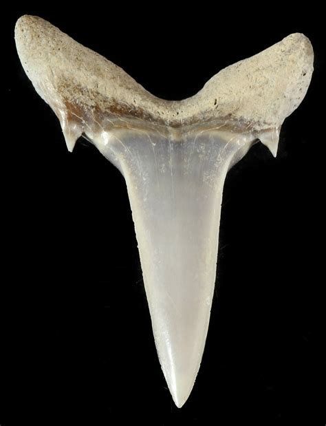 1" Fossil Sand Shark (Odontaspis) Tooth - Lee Creek, NC (#47681) For ...