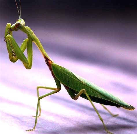 PRAYING MANTIS