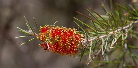 Different Types of Bottle Brush Tree Varieties & Plant Species - EmbraceGardening