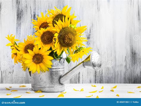 Still Life Bouquet Sunflowers Watering Can Stock Image - Image of setting, board: 40691861