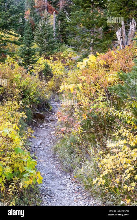 The Paintbrush Canyon Trail winding through fall colors below a forest ...