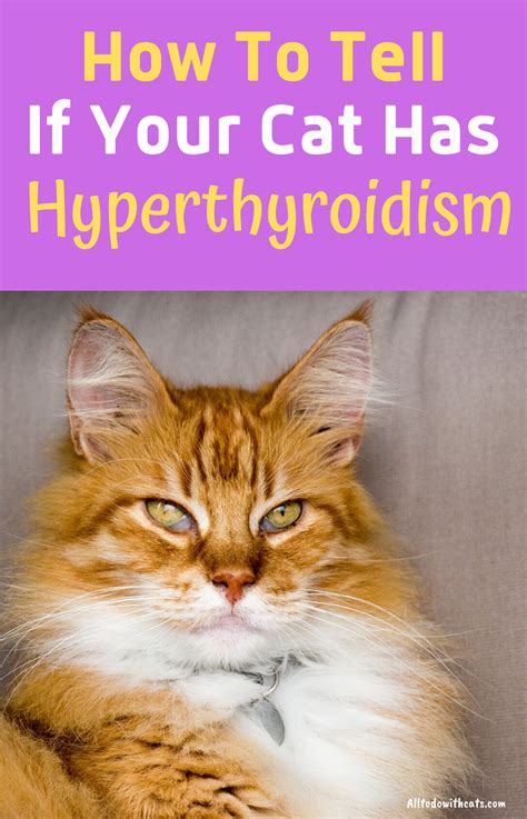 Hyperthyroidism In Cats Natural Treatment | Care About Cats