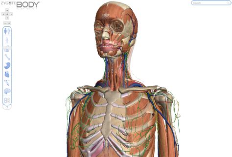 ZygoteBody - formerly Google Body - explore the human body in amazing 3D format. Skin, bone ...