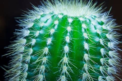 Items similar to Macro Photo of a Cactus Plant, Cactus Photography ...