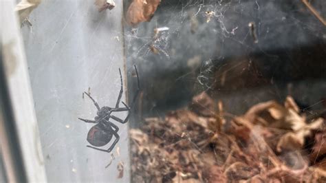 Black widow spiders in Denver? Not to fear in fall, winter.