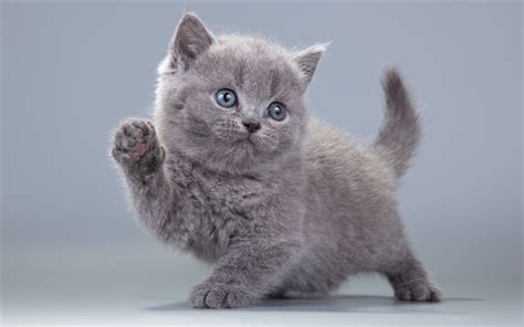 Download wallpapers 4k, British Shorthair, kitten, domestic cat, gray ...