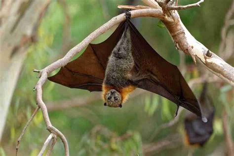 What To Do If You See A Bat | Baystate Wildlife