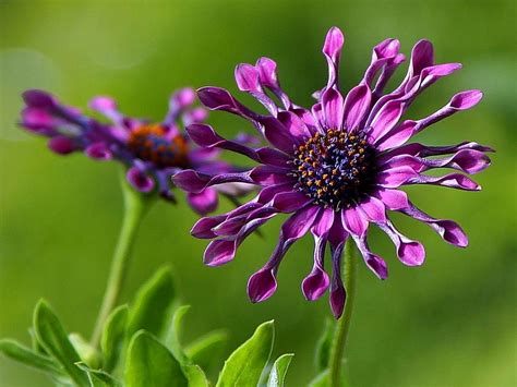 Free picture: African, daisy, flowers