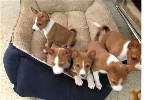 Basenji Puppies For Sale | Georgetown, GA #144823