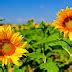 Sunflower HD Wallpaper | IMGStar