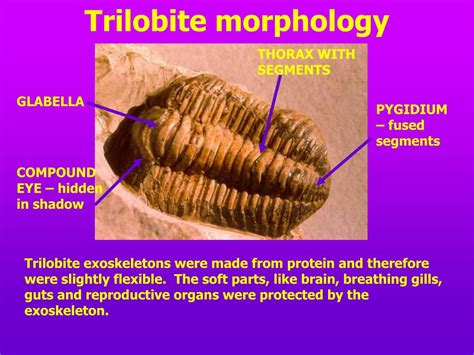 PPT - FOSSIL MORPHOLOGY PowerPoint Presentation, free download - ID:1088405