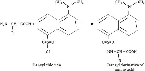 Dansyl chloride - Alchetron, The Free Social Encyclopedia