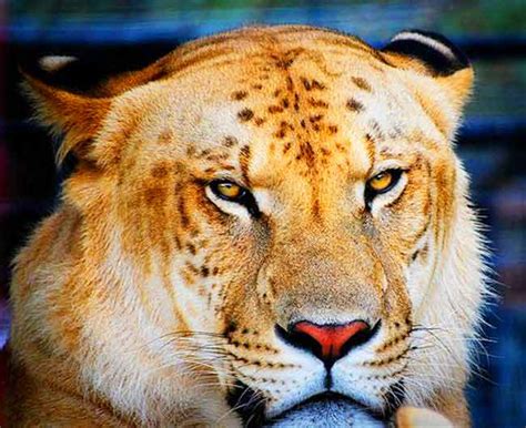 Liger at Big Cat Habitat & Gulf Coast Sanctuary, Florida, USA | Liger Zoos